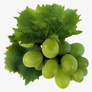 Tartaric Acid In Food #333169