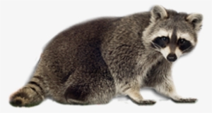 Amazing Animals: Raccoons [book] #333966