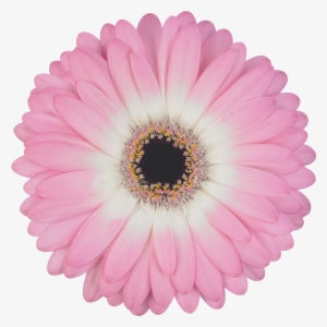 High Resolution Image, Download File - Yamaha R1 Clutch Boss #334088