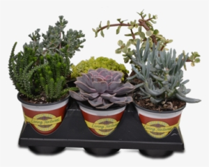 Succulent Starters - Succulent Plant #334303