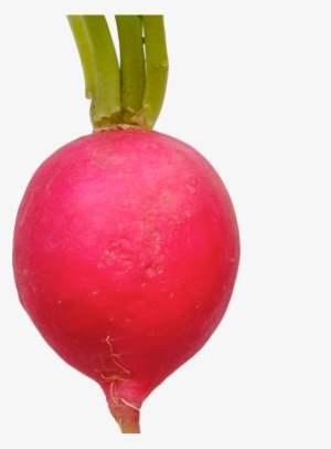 Radish Png - Radish #336231