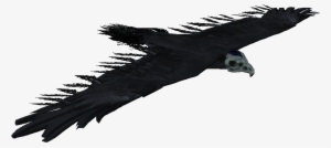 Skyrim Bone Hawk #336531