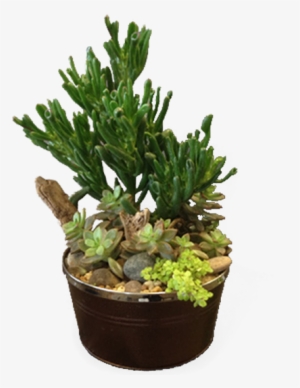 Succulent Garden - Kentucky #337127