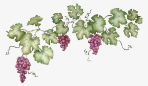 Horizontal Vine Horizontal Vine Png - Grape Vine Transparent Background #337234