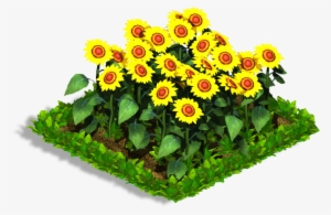 Sunflower - Indian Blanket #337262