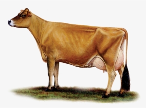 Black And White Download Home Cheese Artisan Swartberg - Jersey Cattle #337530