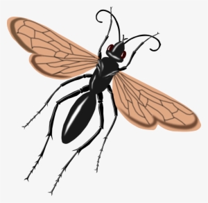 Free To Use & Public Domain Animals Clip Art - Tarantula Hawk Wasp Drawing #337924