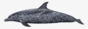 Atlantic Spotted Dolphin - Dolphins With Spots #338234