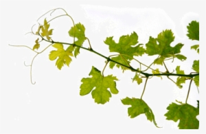 Vine Png - Grape Vine Png #338586
