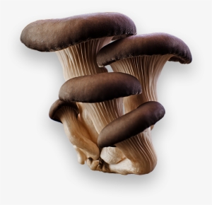 Download - Oyster Mushroom No Background #338713