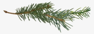 Pine Yahoo Image Search Results Projects To - Pine Tree Branch Png #338761 Pine Yahoo Image Search Results Projects To - Pine Tree Branch Png #338761
