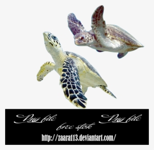 Turtle Png By Nasrzaara - Turtle #338908