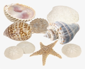 Seashell Download Png Image #339348