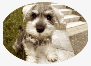 If You Have Decided To Bring A New Animal Into Your - Schnauzer Mini Sal Y Pimienta #339667