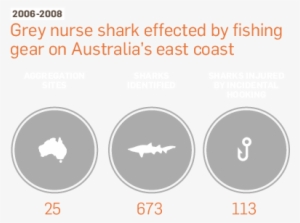 Grey Nurse Sharks - Australia Zoo #3304104