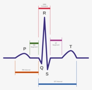 Equipment For Measuring Ecg - Normal Sinus Rhythm #3310441