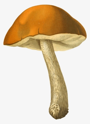 Un Transparente Png Ornamental Para Setas - Portable Network Graphics #3310638