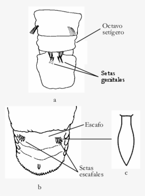 A) Genitales De Capitella Capitata, B) Escafo Y C) - Capitella Capitata #3310688