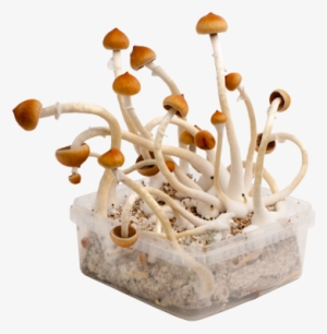 B Xl Kit De Cultivo Extra Grande-186 - Pan De Setas Alucinogenas #3310694