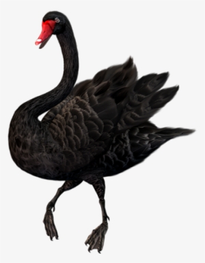 Black Swan Png #3313169