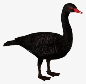 Black Swan - Zoo Tycoon 2 Swan #3313359