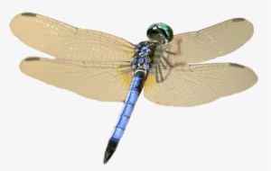Dragonfly Wings Png For Kids - Dragonfly Transparent Background #3313541