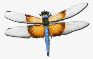 Dragonfly Skimmer Bug Insect Nature - Yusufçuk Png #3313736
