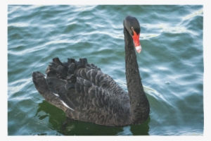 Peaceful Black Swan Cotton Linen Wall Tapestry - The Black Swan #3313739