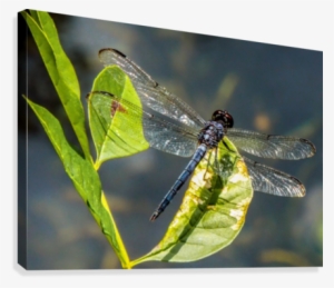 On Crystal Wings Canvas Print - Damselfly #3313835