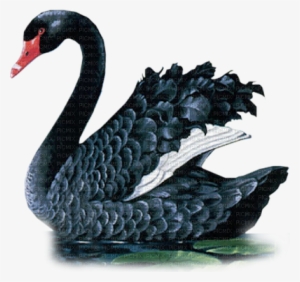 Black Swan Cygne Noir - Transparent Swan Gif #3314128
