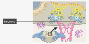 An Image Inside The Cns Showing The Neuron Support - Support Cells Of A Neuron #3316764 An Image Inside The Cns Showing The Neuron Support - Support Cells Of A Neuron #3316764