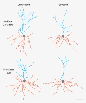 This Figure Illustrates The Separate And Combined Effects - Neurons Under Stress #3316794