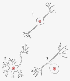 Multipolar, Bipolar, And Unipolar Neurons - Unipolar Bipolar Multipolar Neurons Unlabeled #3316846 Multipolar, Bipolar, And Unipolar Neurons - Unipolar Bipolar Multipolar Neurons Unlabeled #3316846