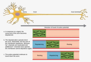 Figure 35 02 - Axon Neuron Action Potential #3317110 Figure 35 02 - Axon Neuron Action Potential #3317110