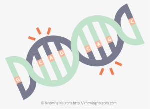 Cag Repeats By Knowing Neurons - Mutation #3317188 Cag Repeats By Knowing Neurons - Mutation #3317188