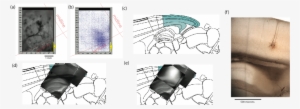 Image (intrinsic Imaging To Find A Parallel V1 Slice - Sketch #3317236