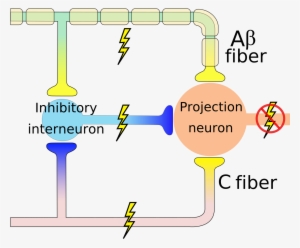 Gate Control Theory #3317240
