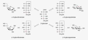 Alpha&beta Glucose - Beta D Glucose Fischer #3317324