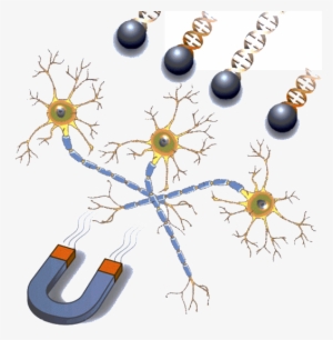 Transfection Reagent For Neurons - Neuron #3317404 Transfection Reagent For Neurons - Neuron #3317404