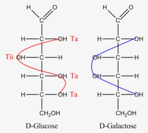 Difference Between Glucose And Galactose - Glucose Tatütata #3317511