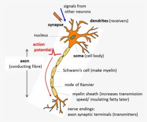 Sketch Showing The Main Parts Of A Neuron - Graphic Design #3317532