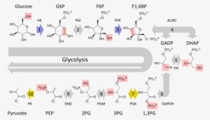 The Metabolic Pathway Of Glycolysis Converts Glucose - Steps Of Glycolysis #3318136