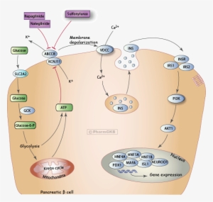 Anti-diabetic Drug Potassium Channel Inhibitors Pathway, - Insulin Secretion Pathway #3318228