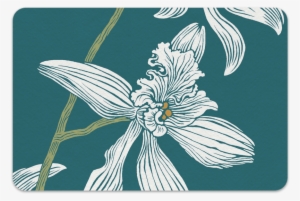 White Orchid Single Copy - Moth Orchid #3318714