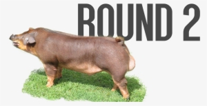 Round 2 - Pre-order - Overrun - Last Call - - Domestic Pig #3319458