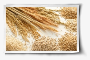 Grain #3319804 Grain #3319804