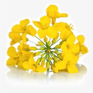 Grains And Oilseed - Canola Flower #3320625