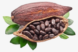 Cocoa Beans Grown Around The World #3322781