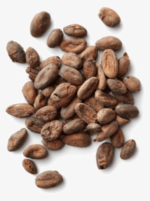 Free Png Cacao Png Images Transparent - Cocoa Beans Png #3322812