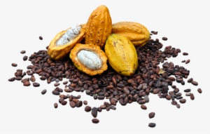 About Us - Cacao Nacional #3322916